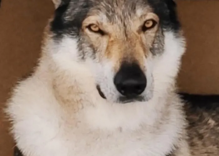 Гостевой дом Casa Valletta 3*